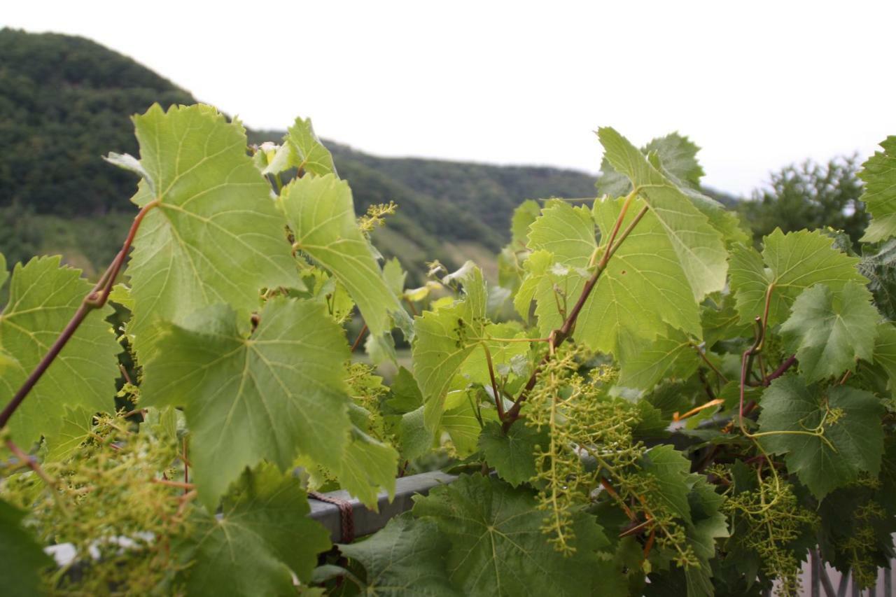 Weingut Sauer-kettermann Holiday home