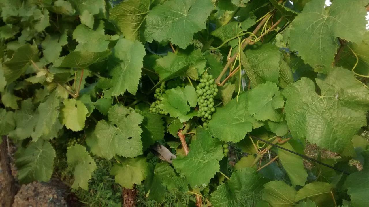 Holiday home Weingut Sauer-kettermann *